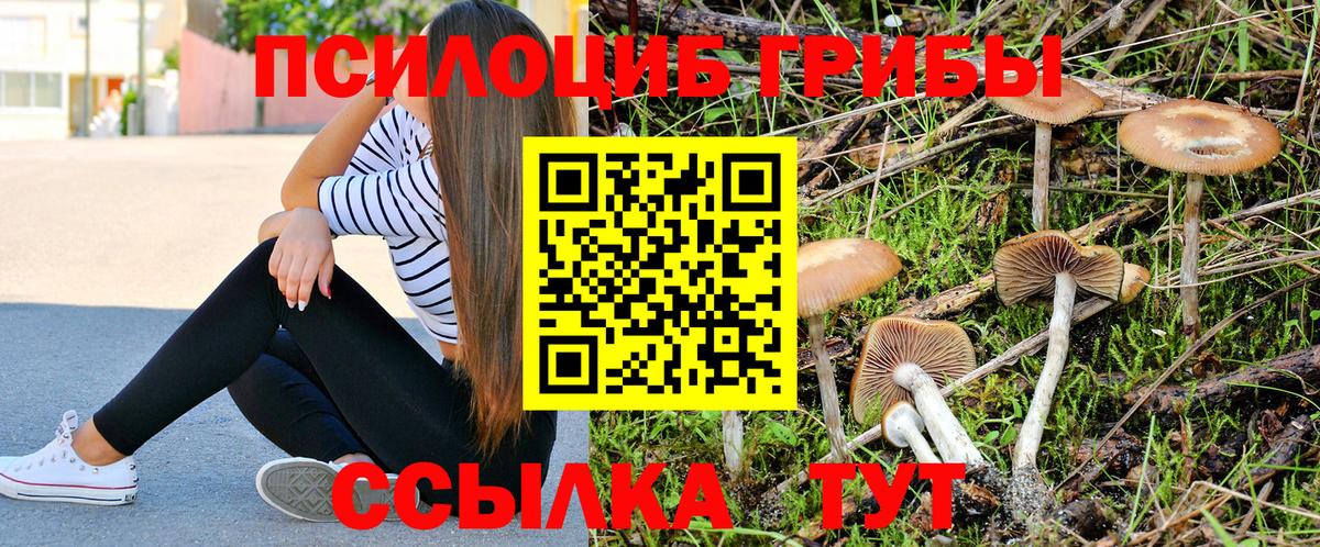 Псилоцибиновые грибы Psilocybine cubensis Мценск